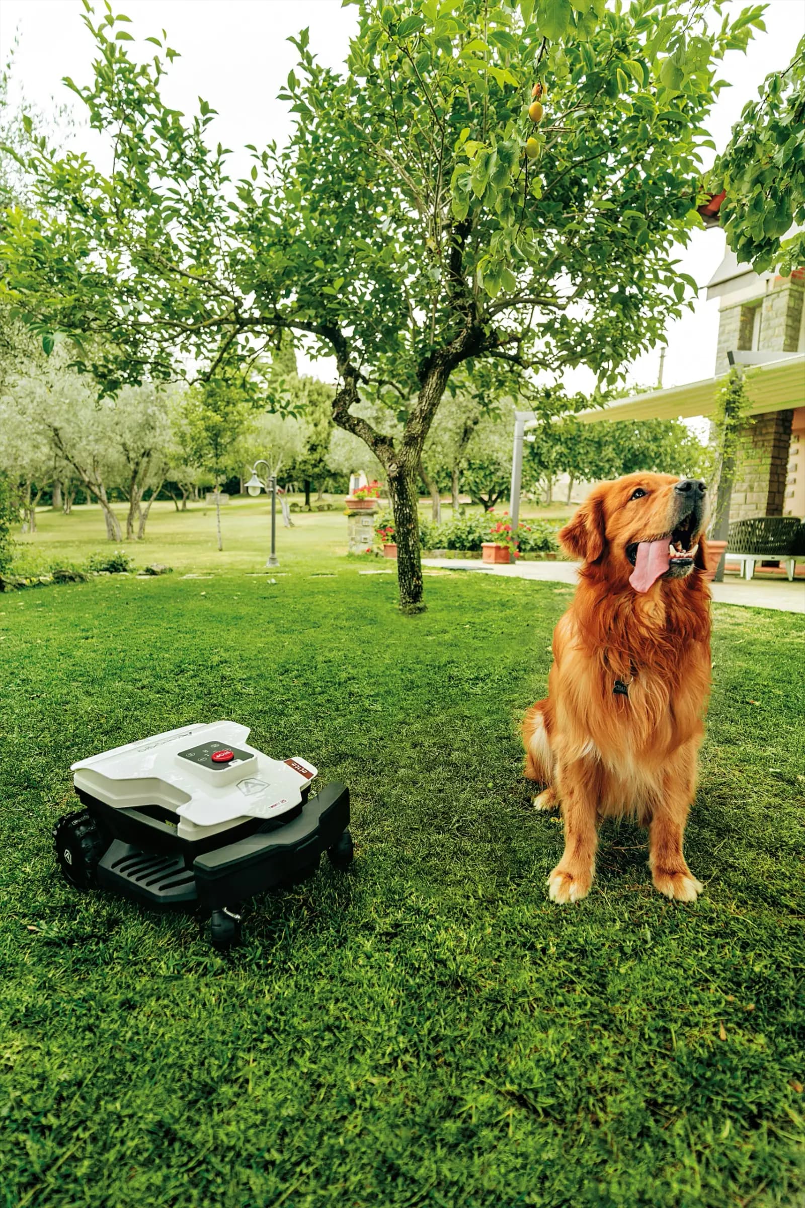 Rasenroboter und Hund in einem gepflegten Garten