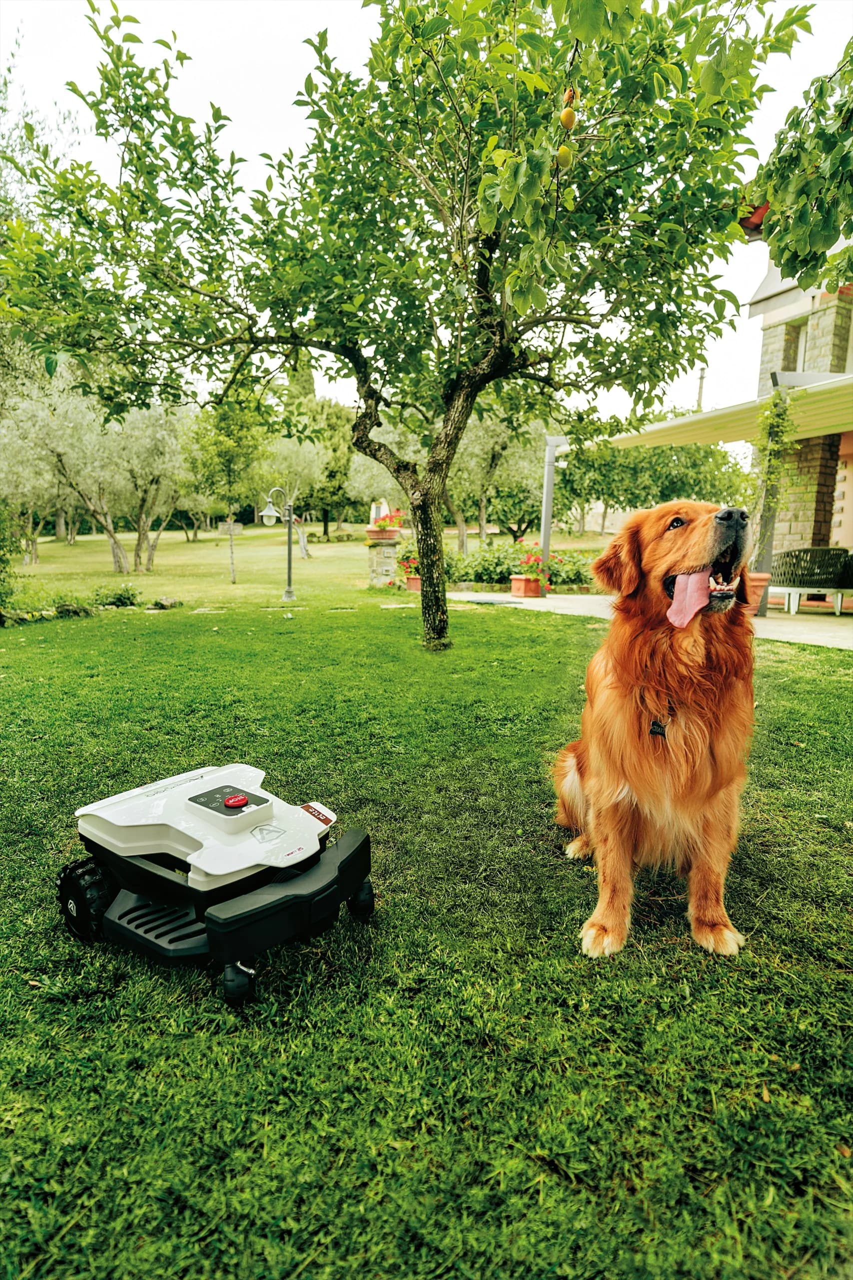 Robots cortacésped y un perro en un jardín bien cuidado