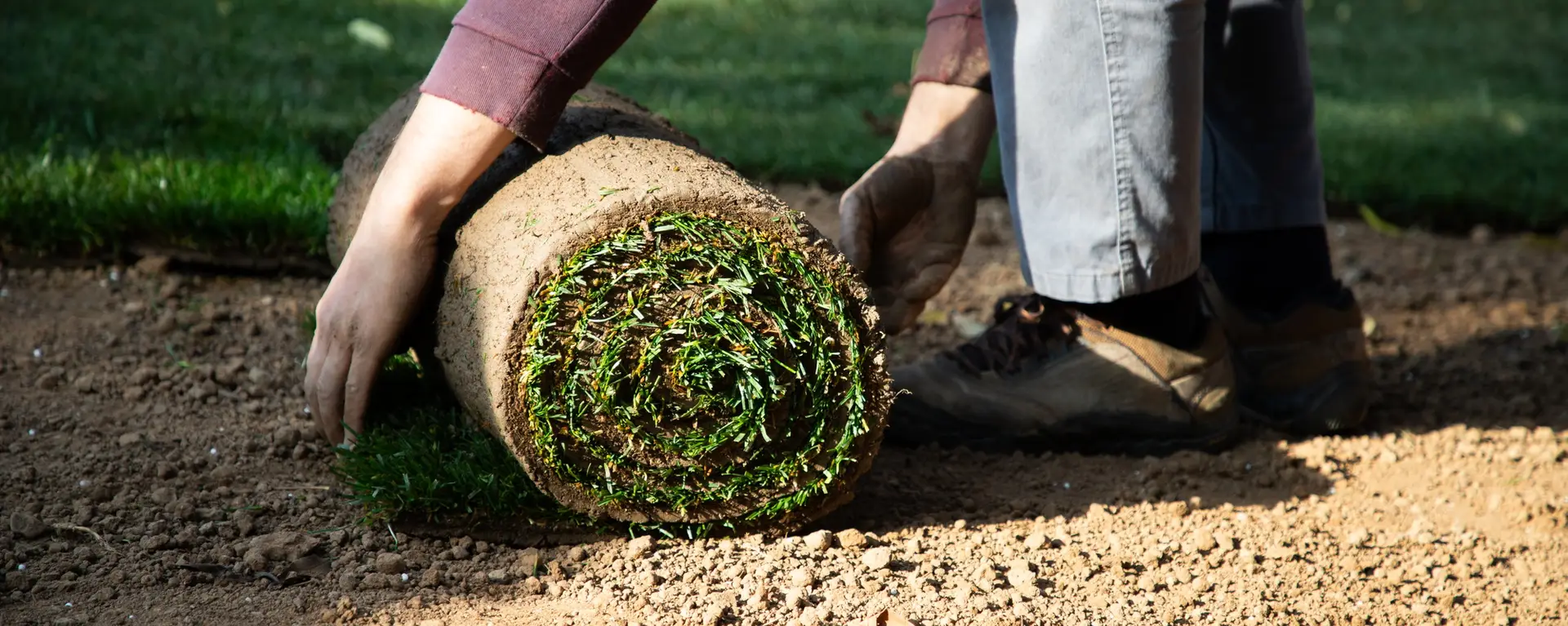Rollrasen 6 gardener laying down a roll of green grass turf in back yard. Gardening concept, green lawn