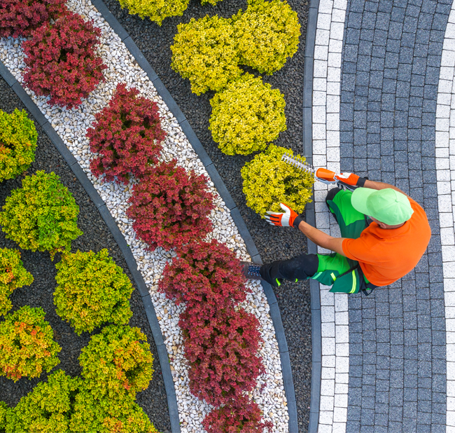 Gärtner schneidet bunte Sträucher und Hecken in einem gepflegten Garten bei sonnigem Wetter – professionelle Gartenpflege in Klosterneuburg, Wien und Niederösterreich